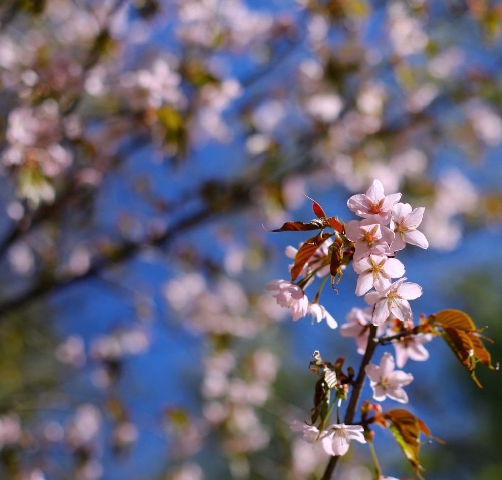 Sakura