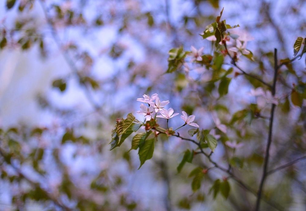 Sakura