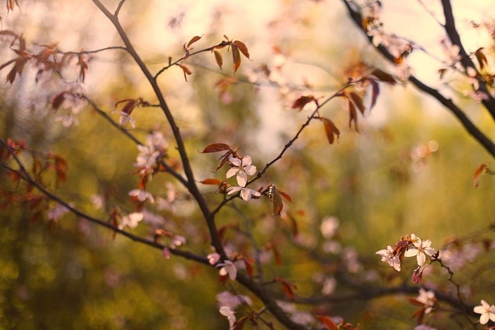 Sakura