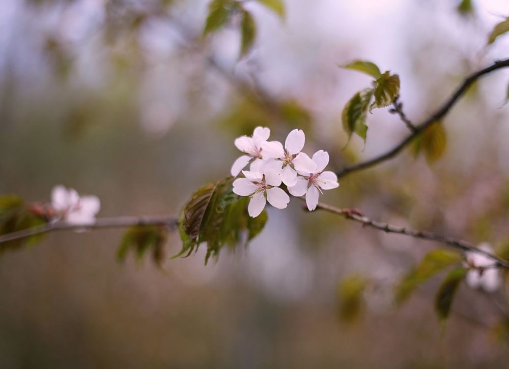 Sakura