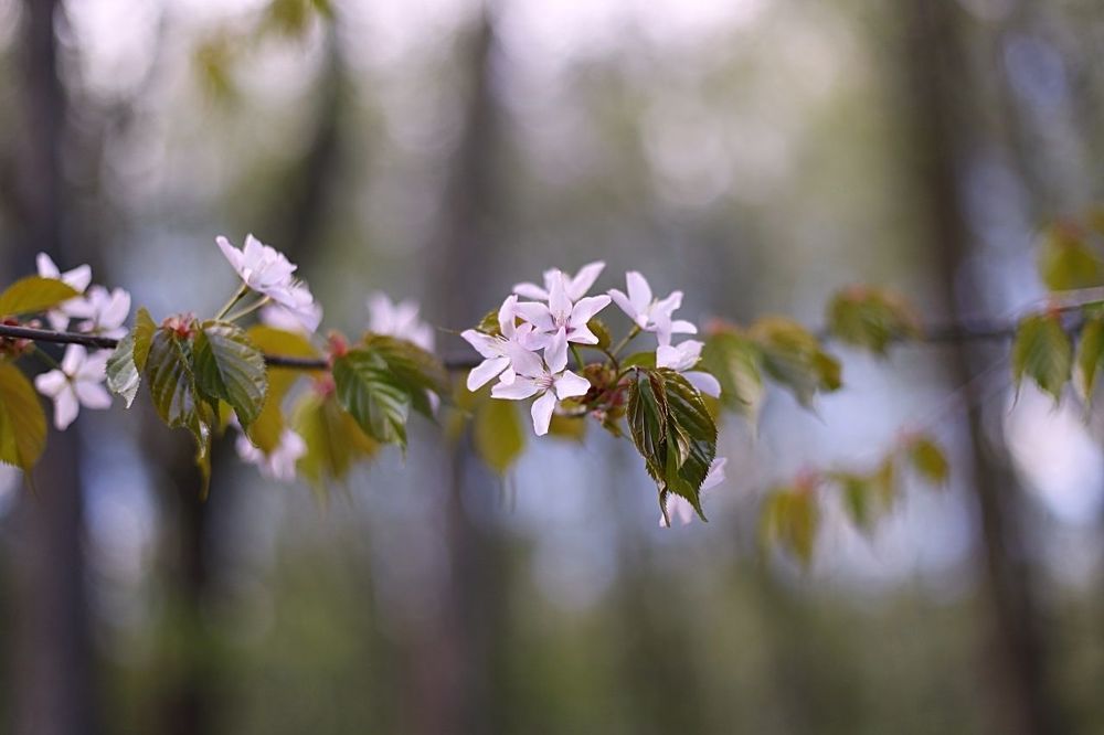 Sakura
