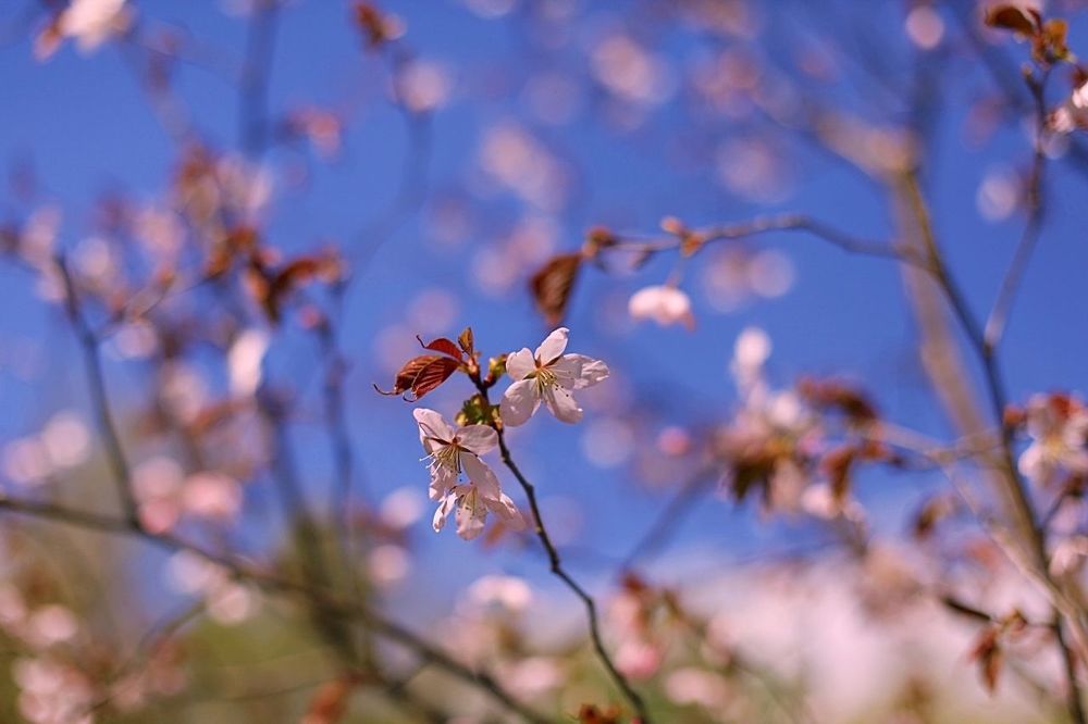 Sakura