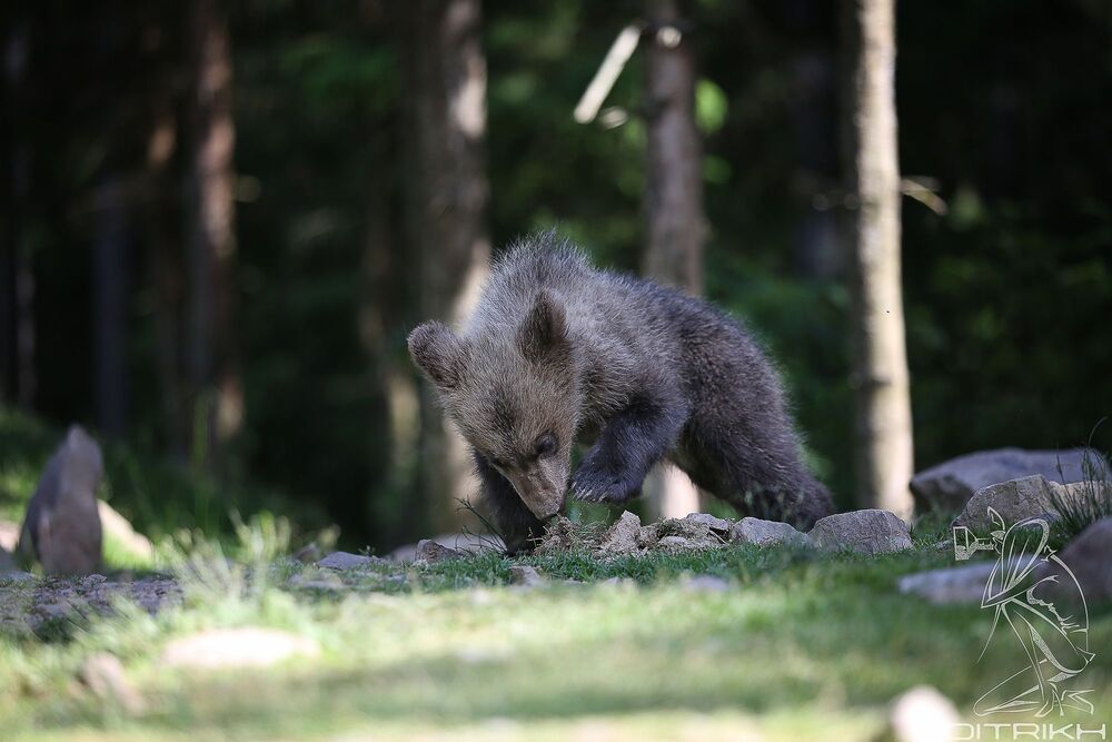 Photo 1126743