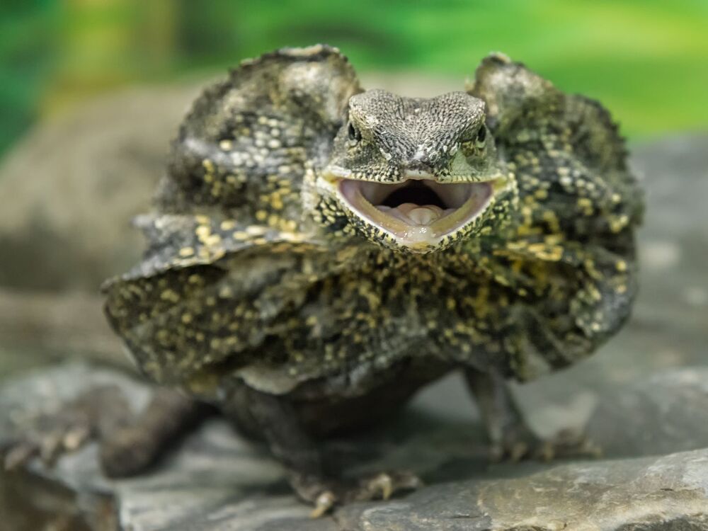 Животные