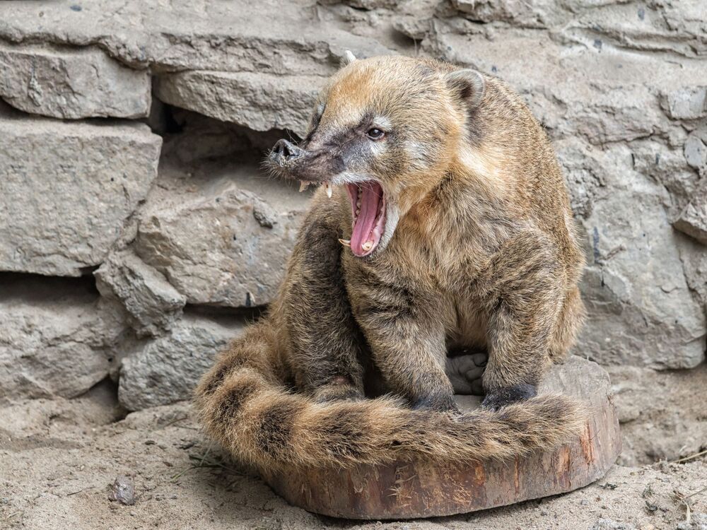 Носуха