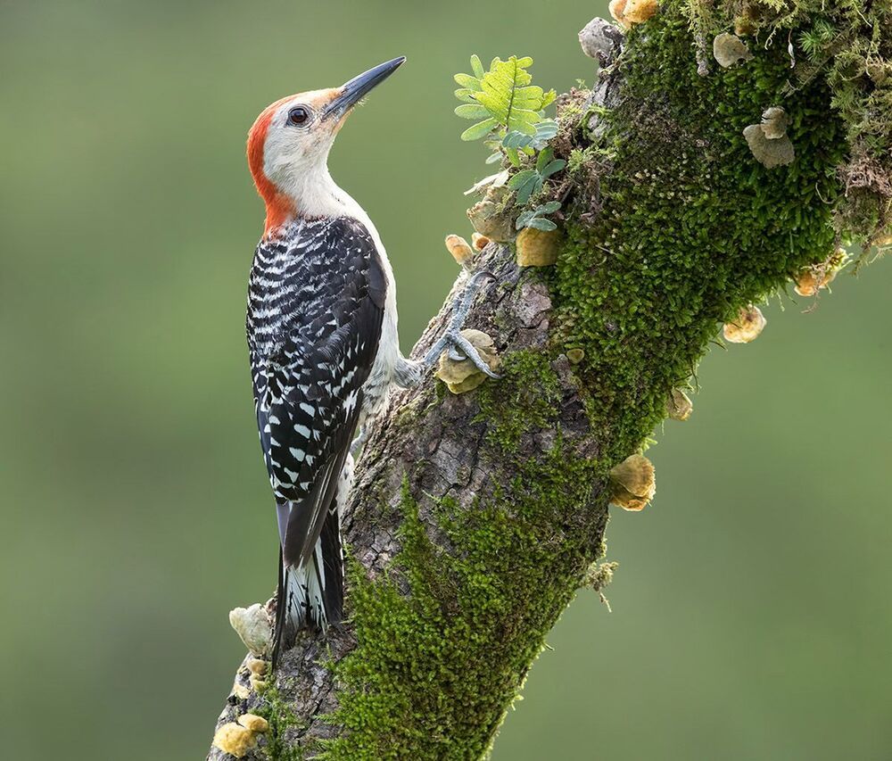 Каролинский меланерпес - Red-bellied Woodpecker
