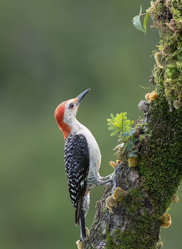 Каролинский меланерпес - Red-bellied Woodpecker