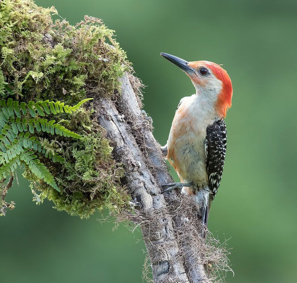 Каролинский меланерпес - Red-bellied Woodpecker