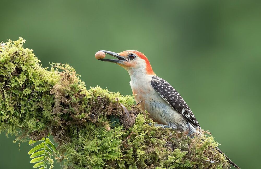 Каролинский меланерпес - Red-bellied Woodpecker