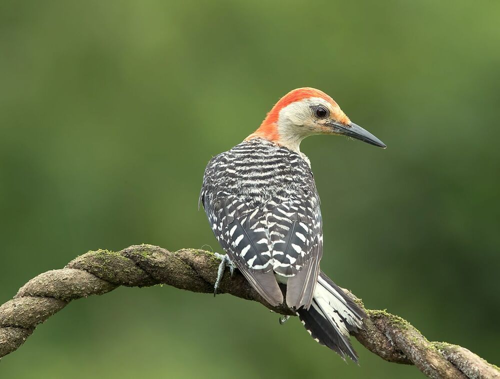 Каролинский меланерпес - Red-bellied Woodpecker