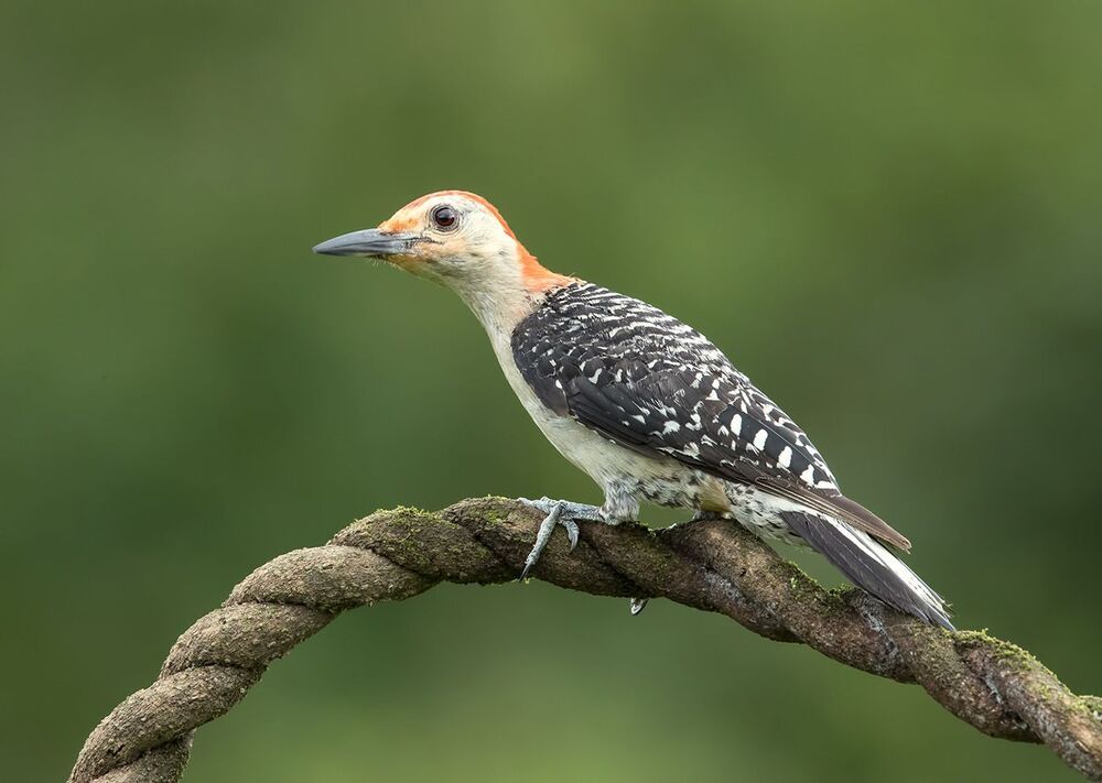 Каролинский меланерпес - Red-bellied Woodpecker