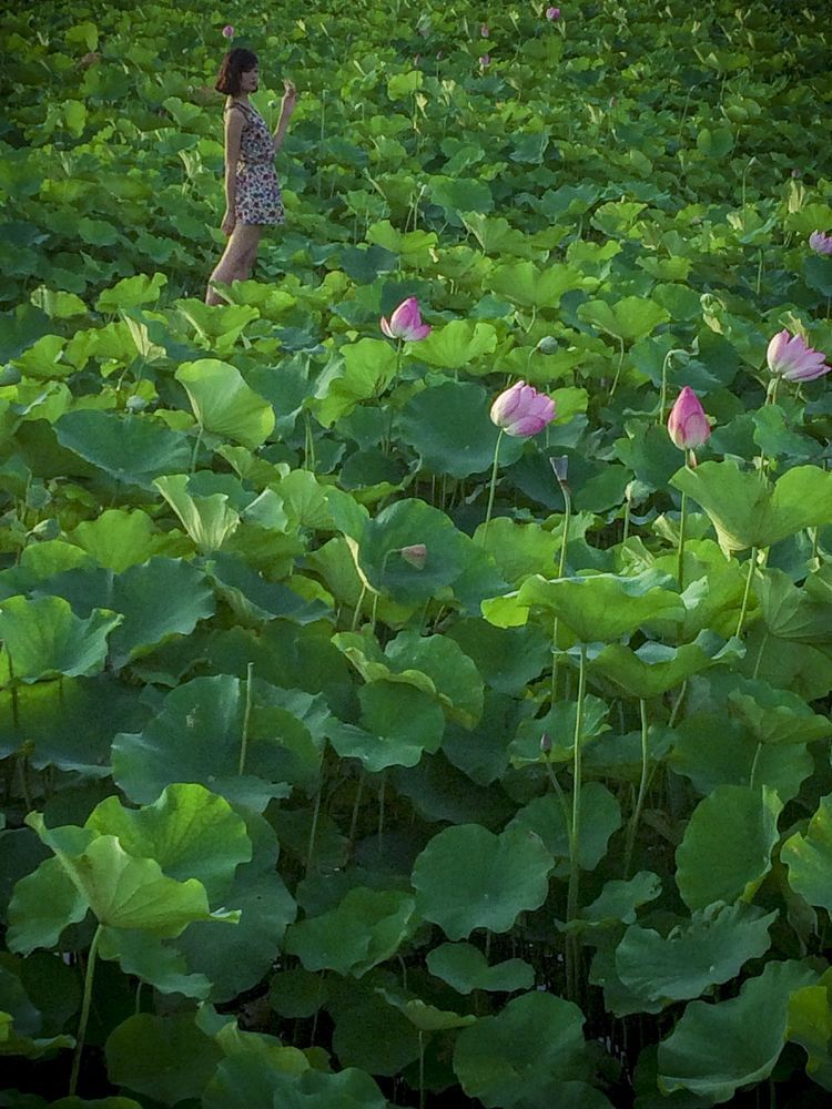 Lotus