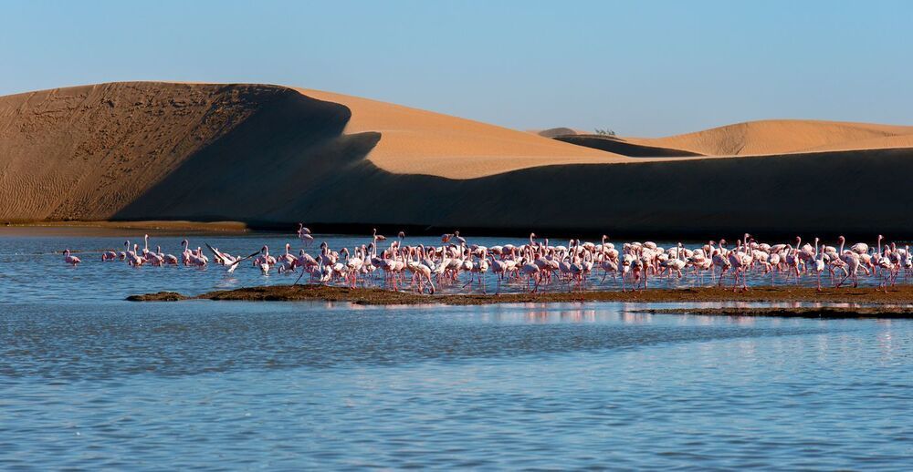 FLAMINGI