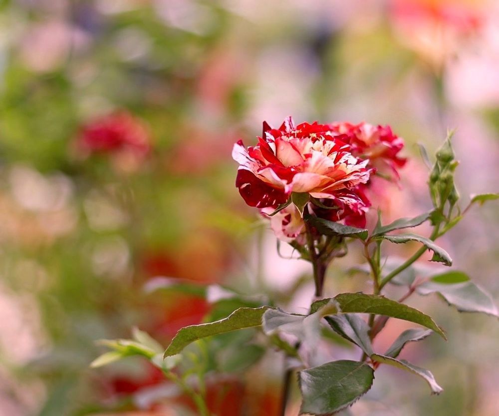Rose