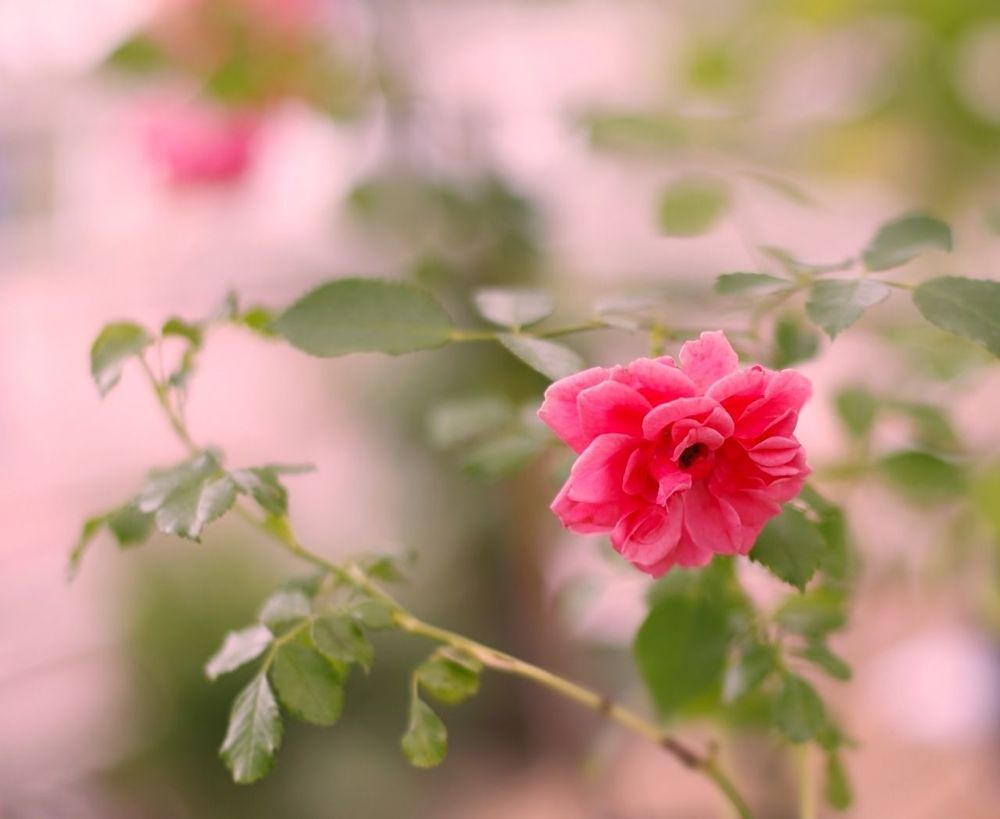 Rose
