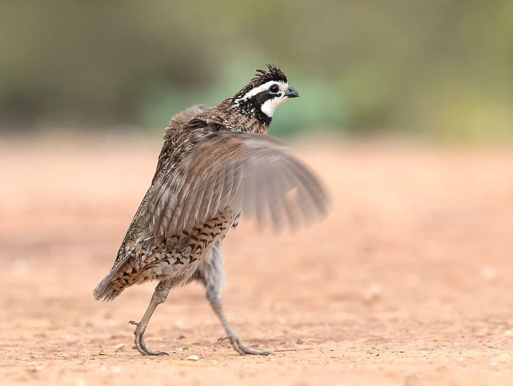Виргинская американская куропатка - Northern Bobwhite