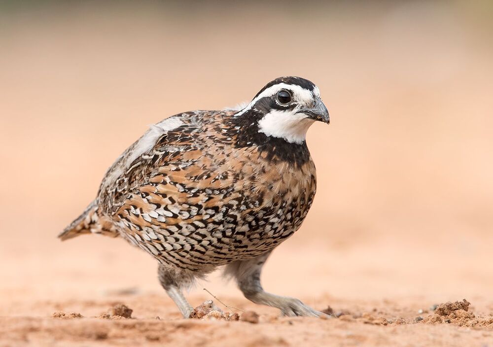Виргинская американская куропатка - Northern Bobwhite
