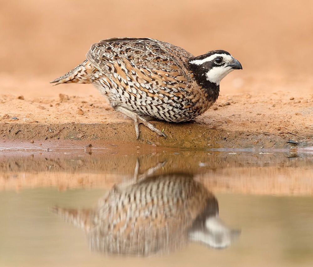 Виргинская американская куропатка - Northern Bobwhite