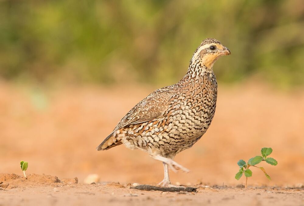 Виргинская американская куропатка - Northern Bobwhite