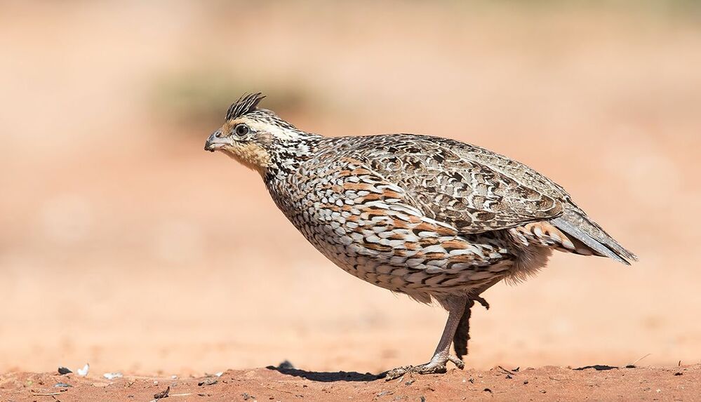 Виргинская американская куропатка - Northern Bobwhite
