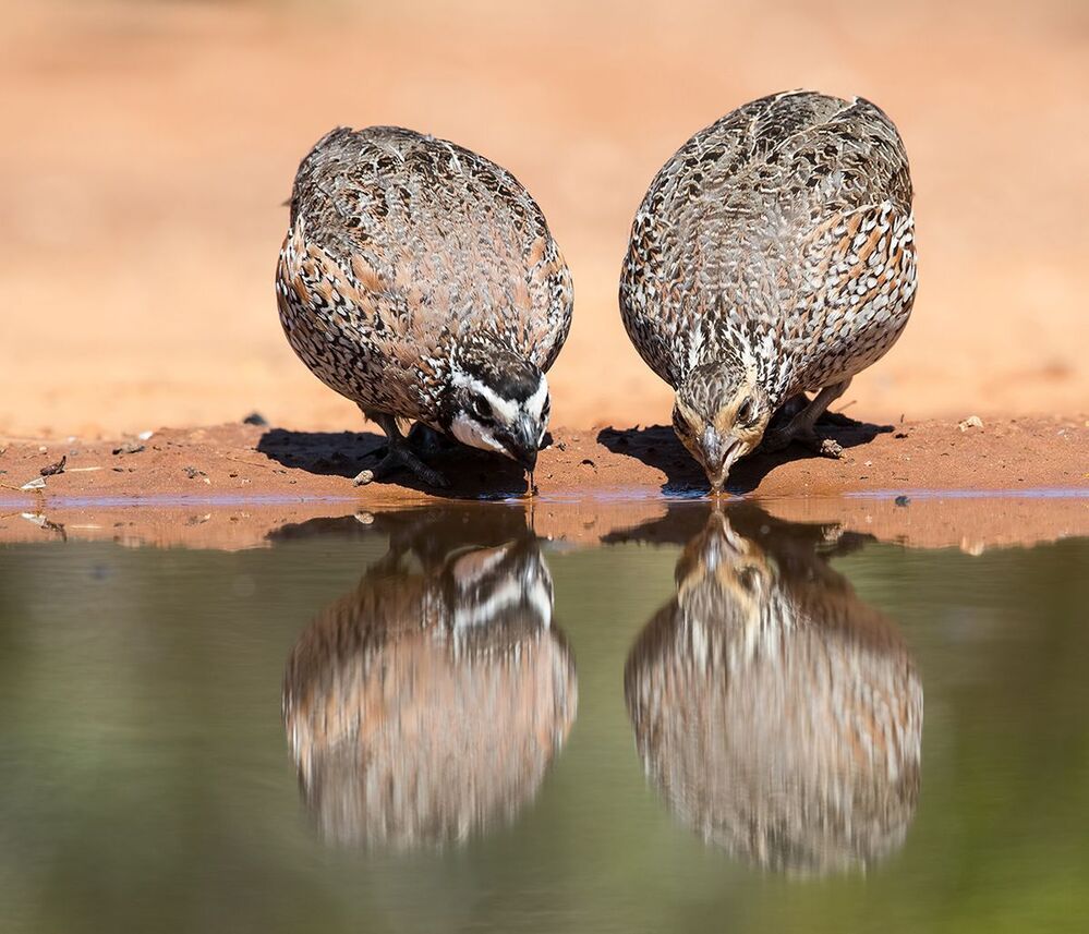 Виргинская американская куропатка - Northern Bobwhite