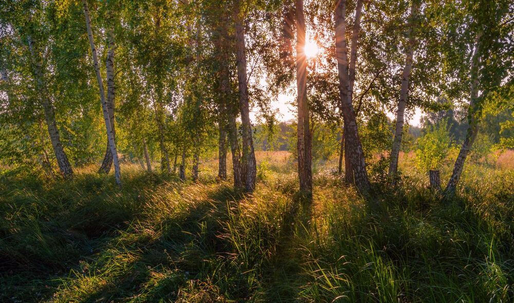 Под сенью вековых берёз
