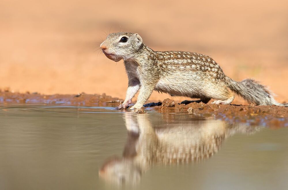 Земляная Белка -Mexican ground squirrel
