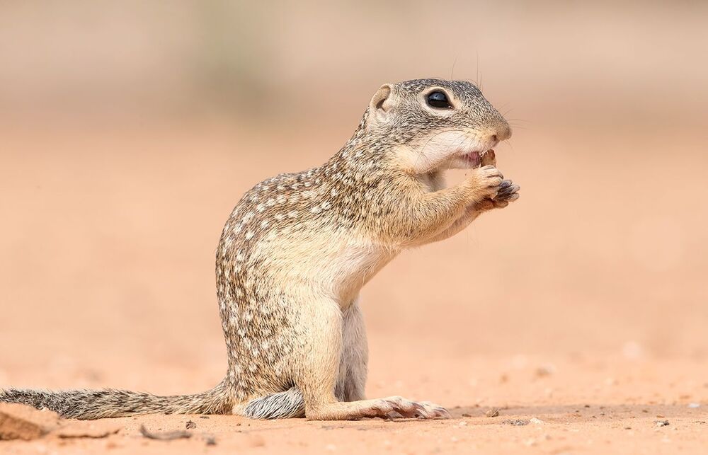 Земляная Белка -Mexican ground squirrel