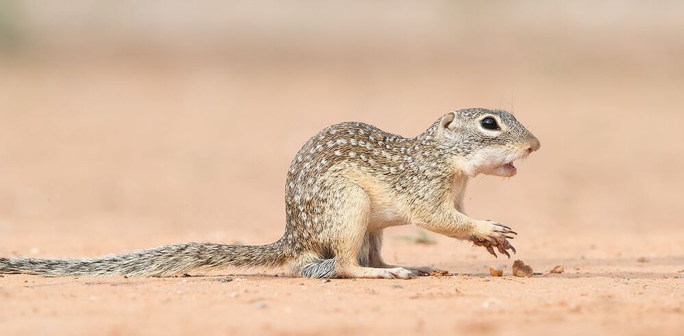 Земляная Белка -Mexican ground squirrel