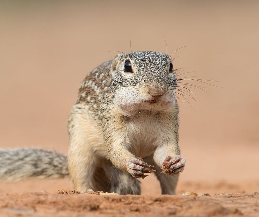 Земляная Белка -Mexican ground squirrel