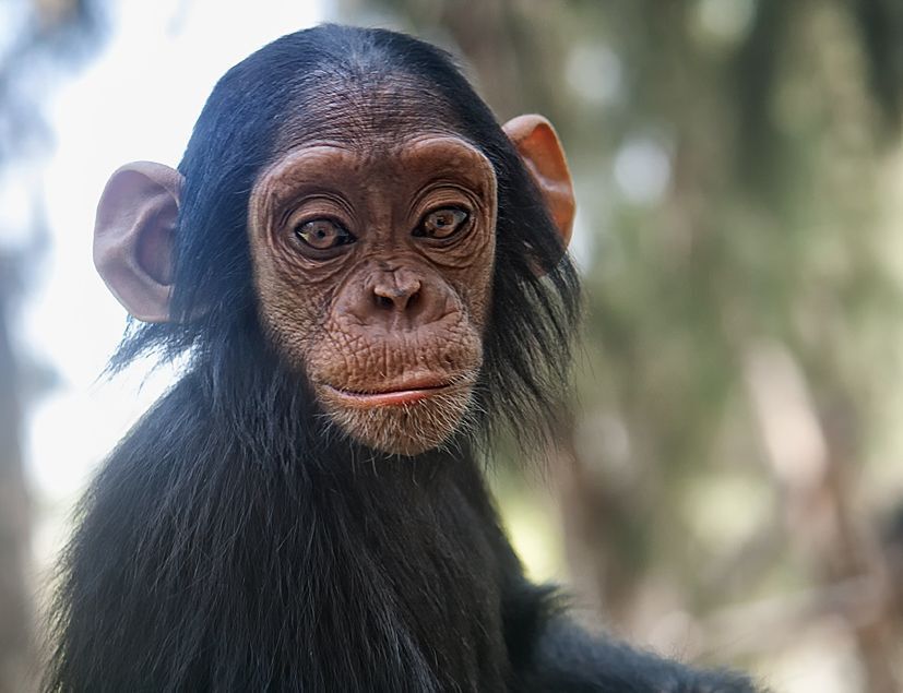 В русском языке &mdash; из нем. Schimpanse или фр. chimpanz&eacute;. Вероятный источник &mdash; язык чилуба (группа банту), слово &laquo;кивили-чимпензе&raquo;, что в переводе означает &laquo;похожий на человека&raquo;. Впервые это название было употреблено европейцами в 1738.