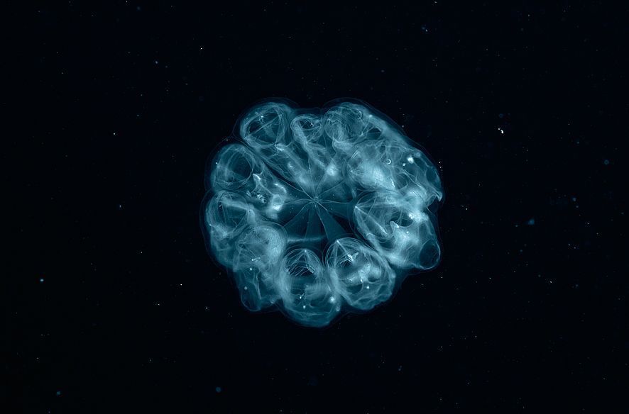 UFO. New type.