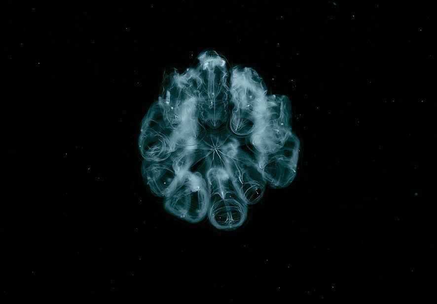 UFO. New type.