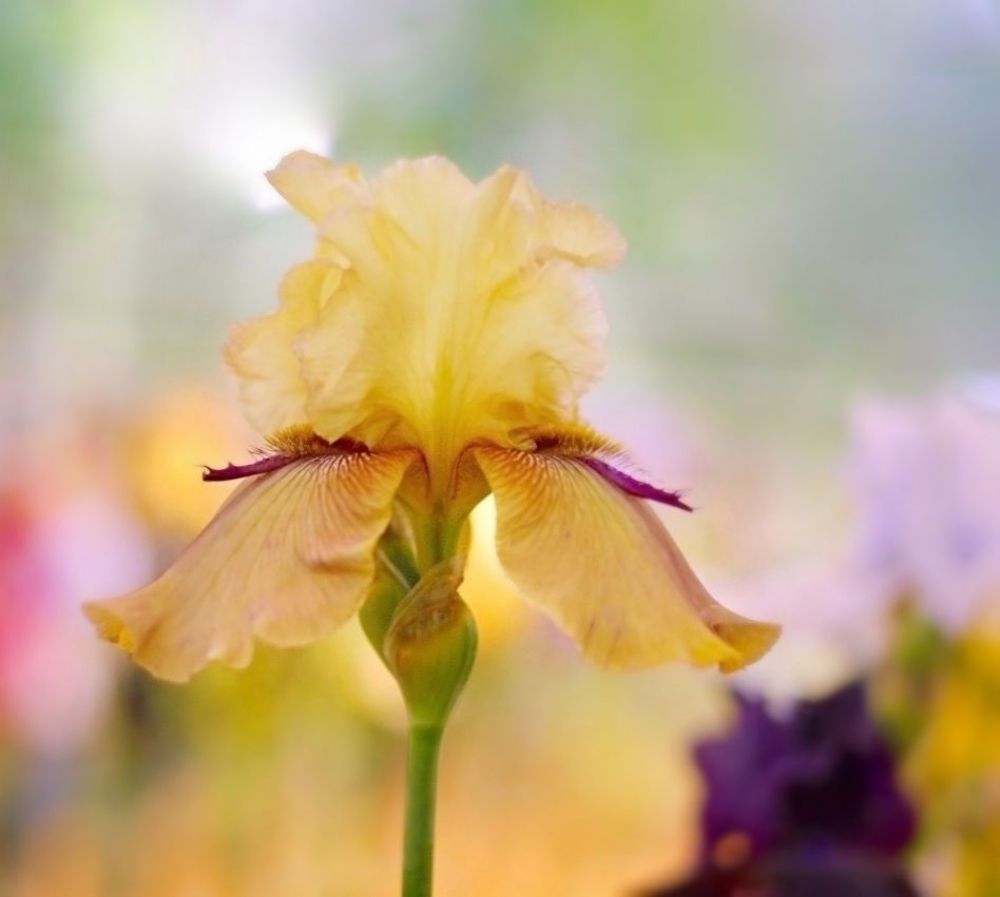Irises