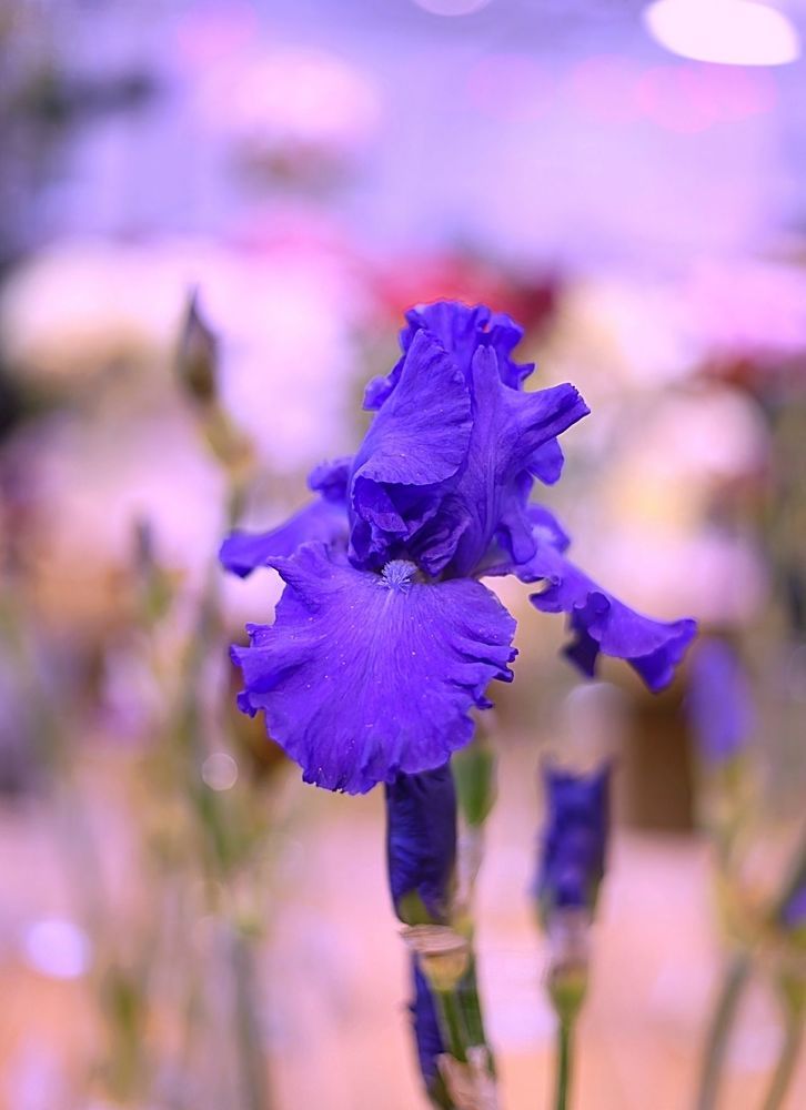 Irises