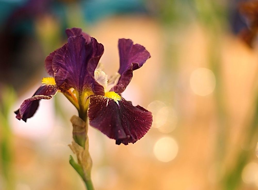 Irises