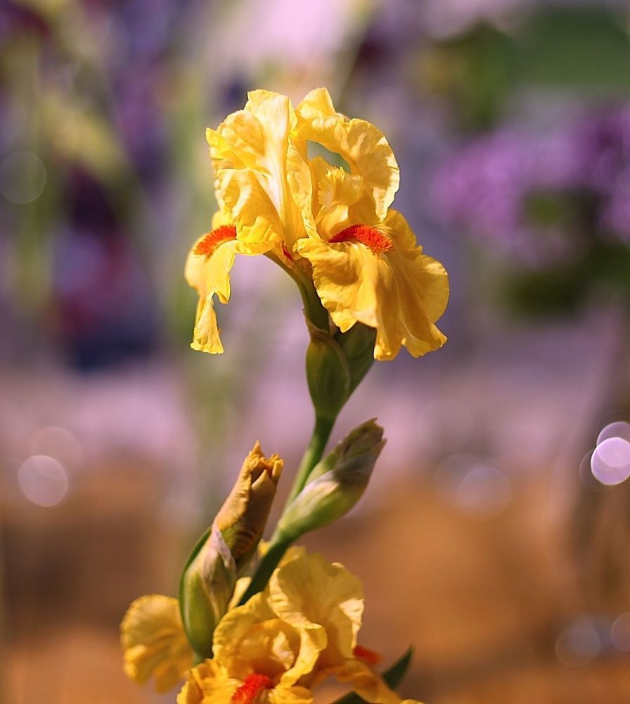 Irises
