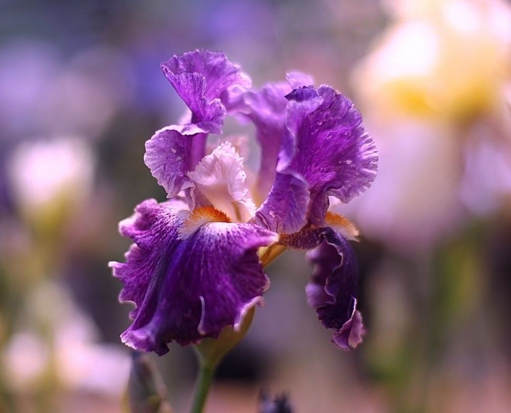 Irises