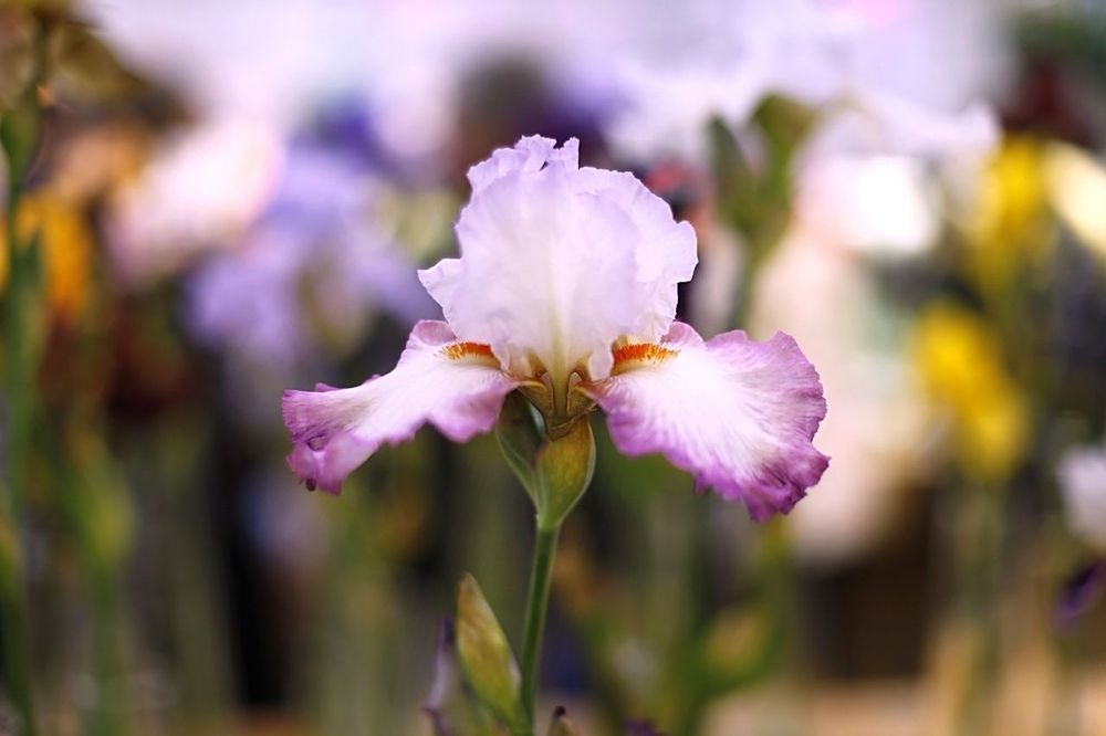 Irises