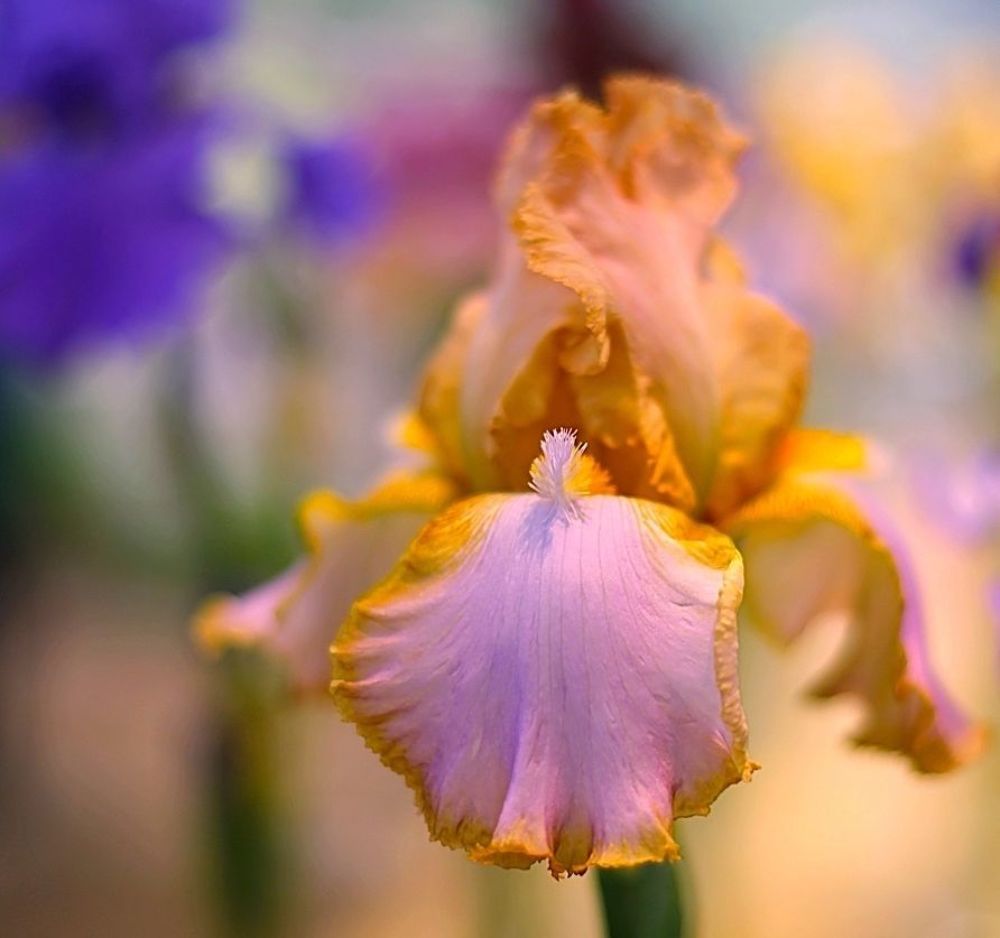 Irises