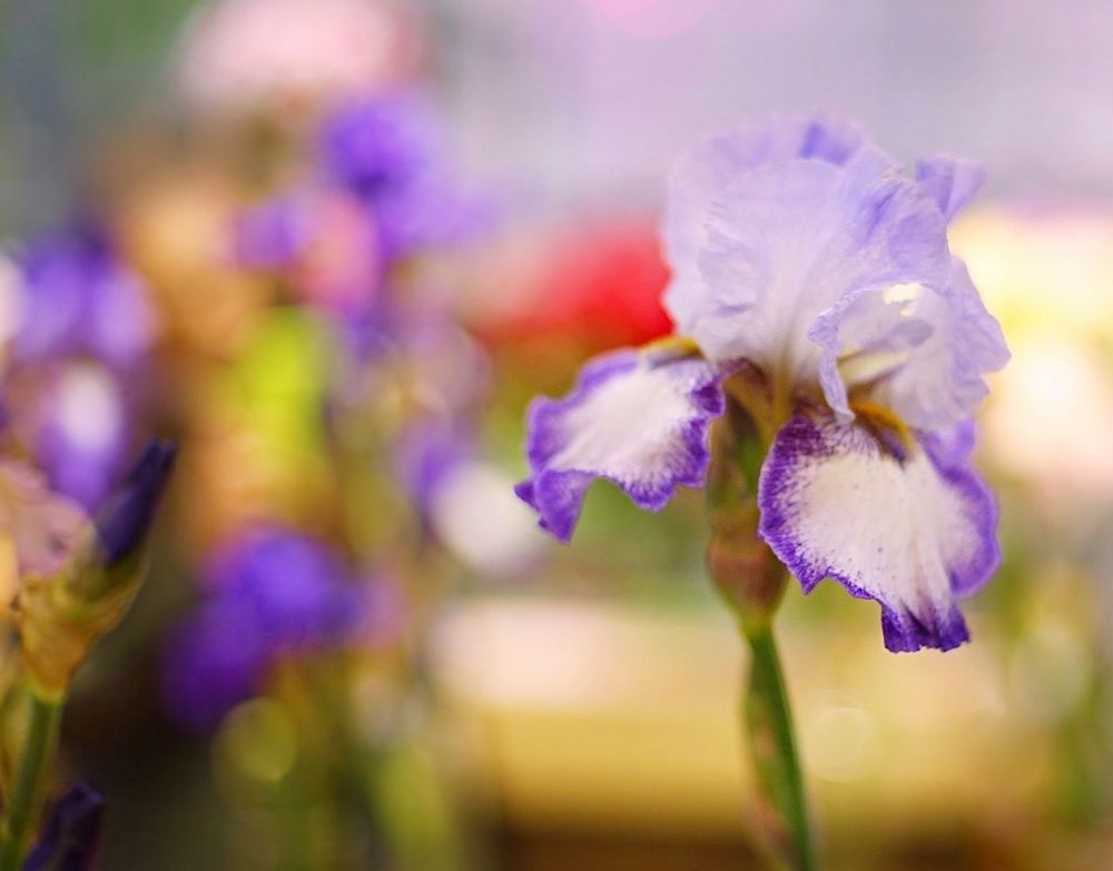 Irises