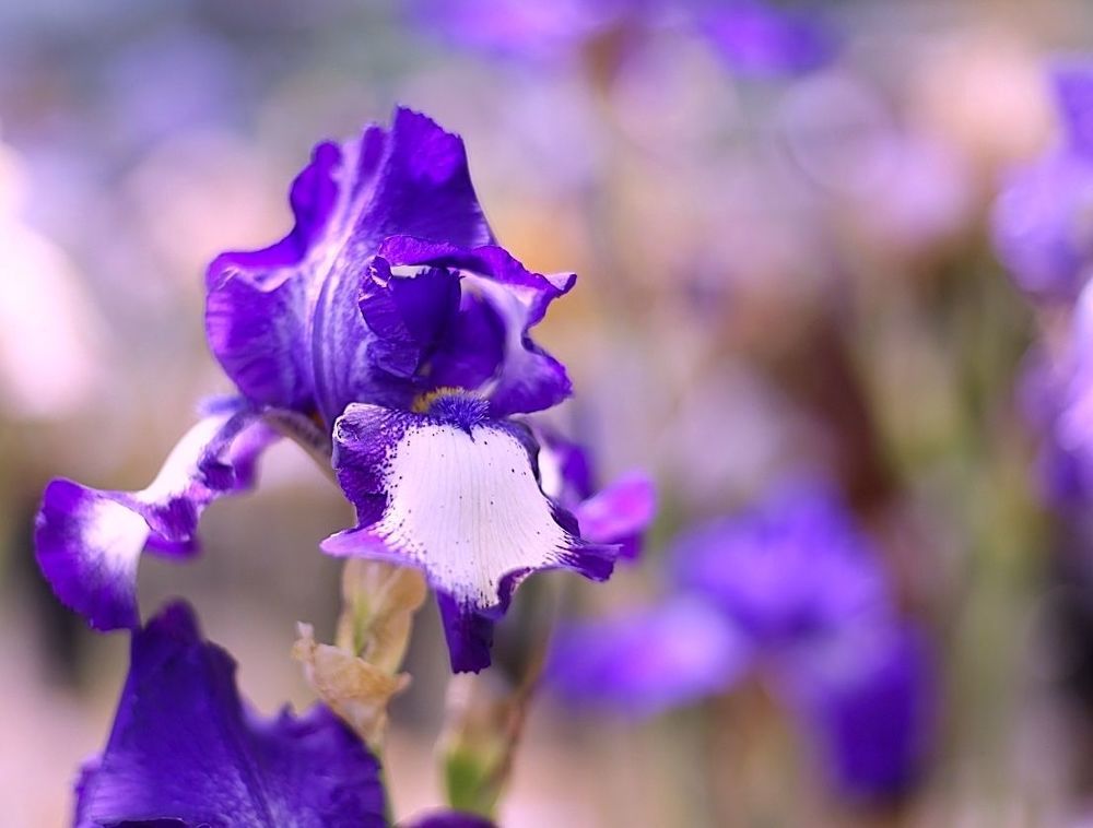 Irises