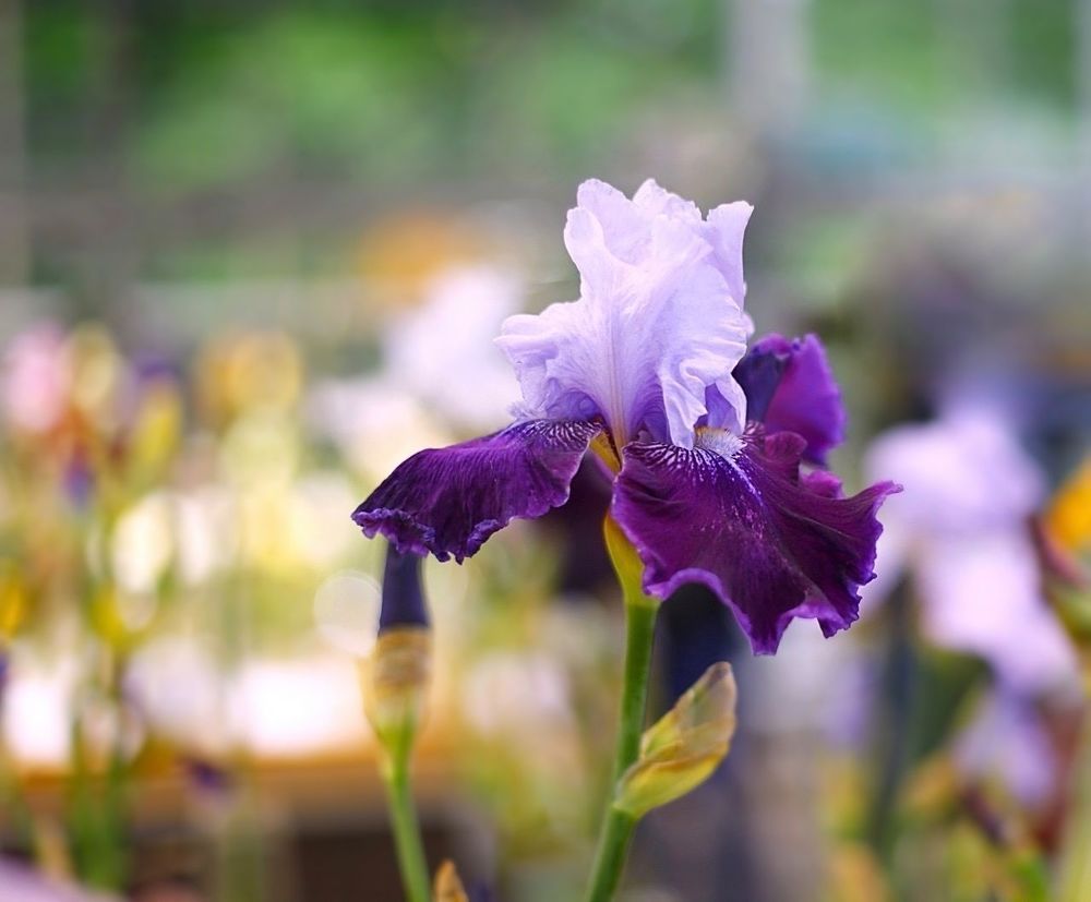 Irises