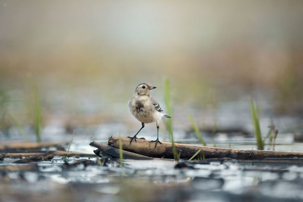 White wagtail