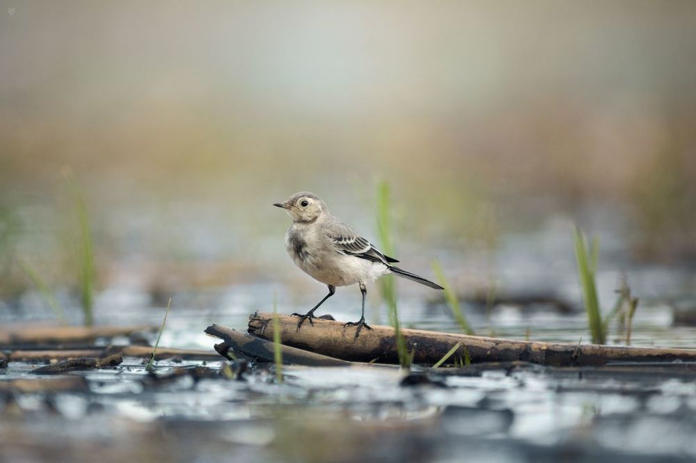 White wagtail