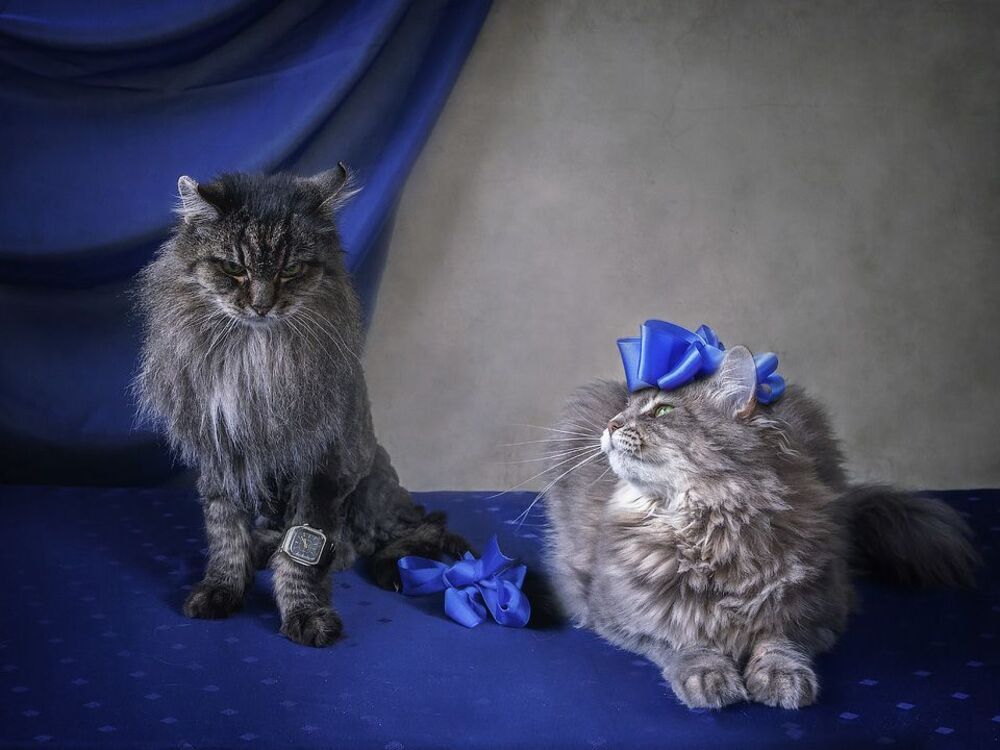 - Артемон, ты разыскал Буратино?
- Нет, Мальвина, он ушел с котом и лисой.