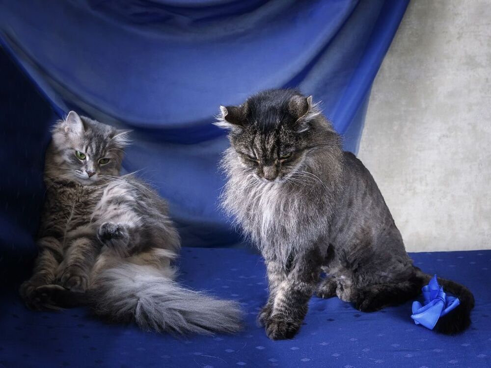 - Где мои башмачки?
- Не знаю!