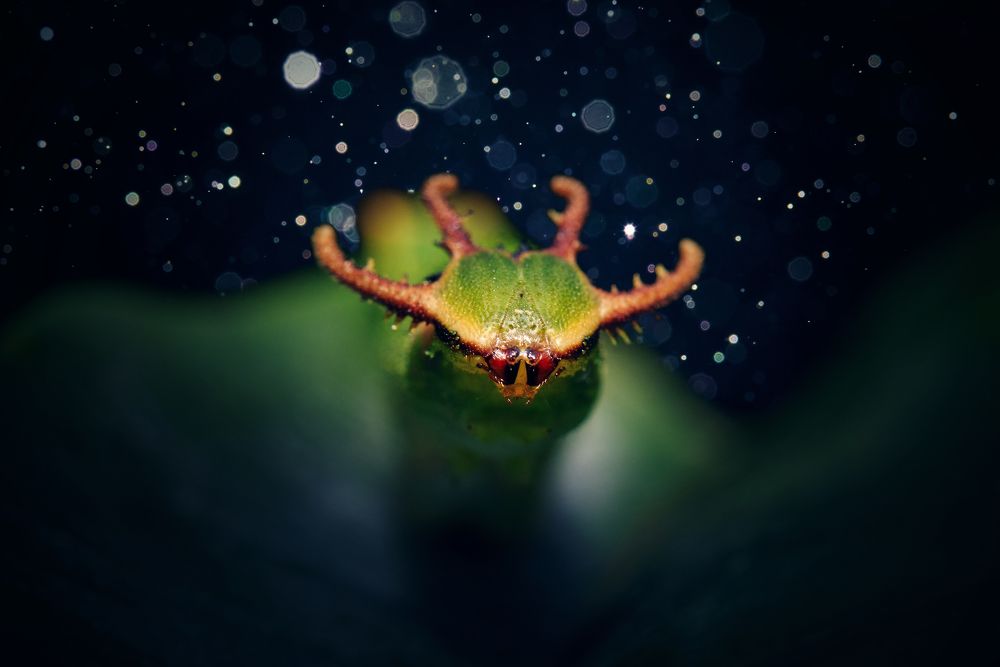 Tailed Emperor