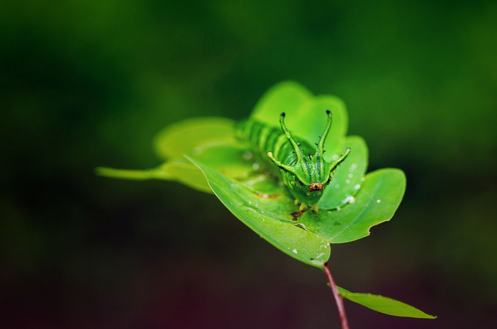 Tailed Emperor