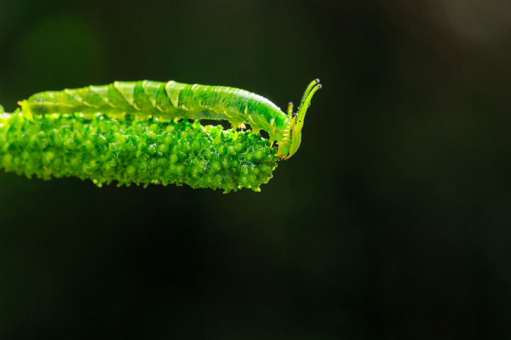 Tailed Emperor